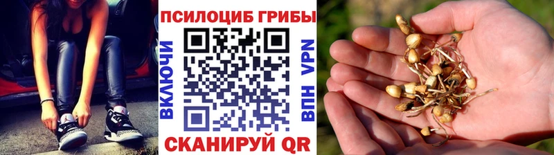Псилоцибиновые грибы Psilocybine cubensis Купить Чердынь